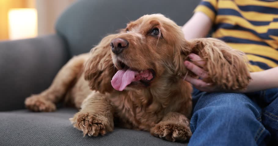 Adorable pet. Child with his cute dog on sofa at home, closeup