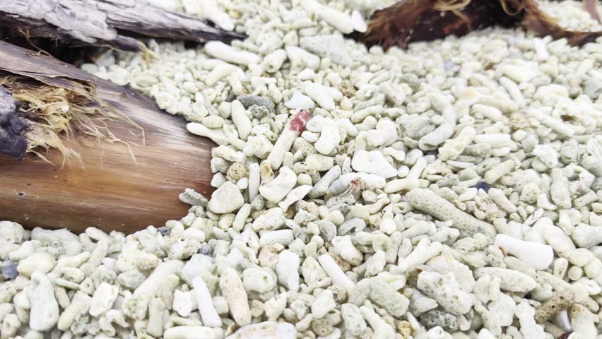 A detailed view of a sandy beach featuring weathered driftwood and numerous small, white coral pieces scattered across the surface.