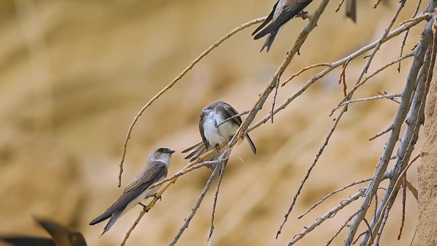 Close up of Sand Martins (Bank Swallows) perching on thin bare branches against a blurred sandy cliff background, with one bird stretching its wing while interacting with another.
