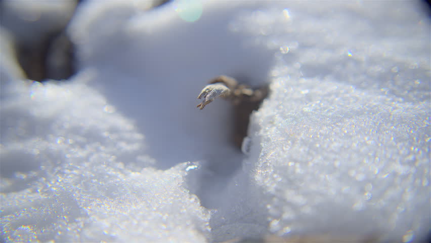 Close up shot of snow melting on a tiny stick in high definition.
