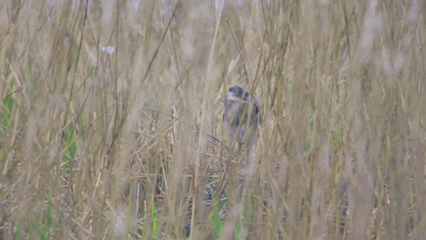 Young grey heron standing partly hidden deep among tall wetland reeds, camouflaged in natural marsh habitat.