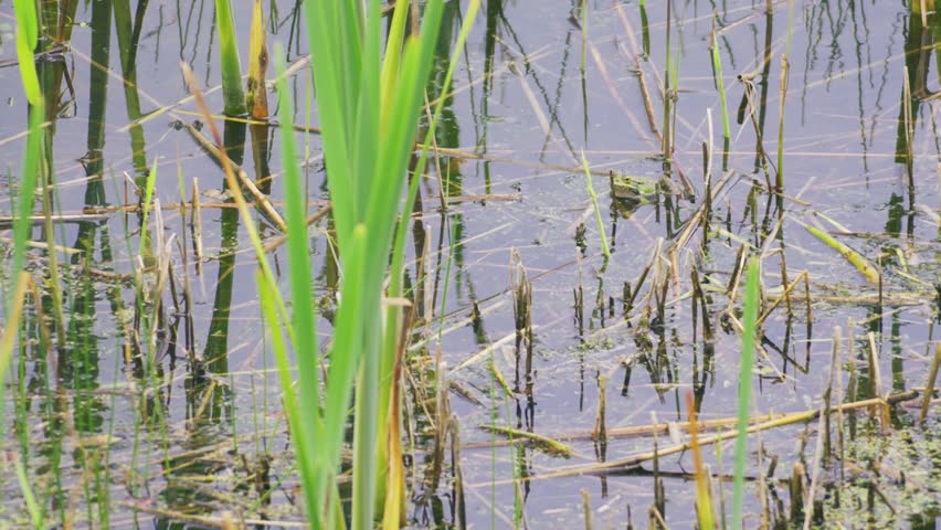 Marsh frog hidden among green reeds and shallow wetland water, camouflaged in natural pond vegetation during spring.