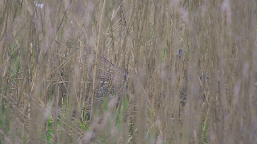 Young grey heron standing partly hidden among tall reeds in a wetland habitat, camouflaged in natural marsh vegetation.