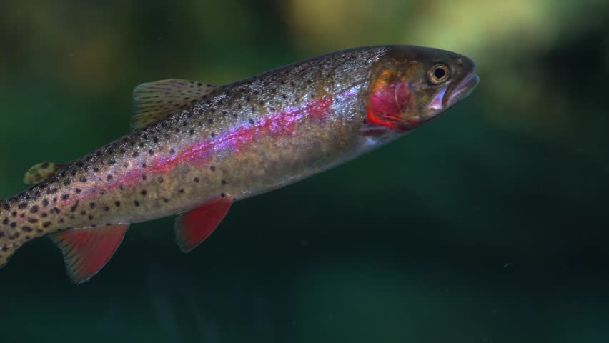 Rainboat trout fish brown salmon fishing stream Madison River Yellowstone River Montana Idaho USA Yellowstone National Park Firehole River colorful close up gills breathe swimming static shot
