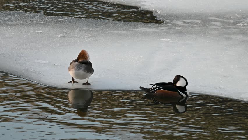Two ducks rest at the edge of a frozen lake with melting ice and open water near Hoover Dam, Ohio.