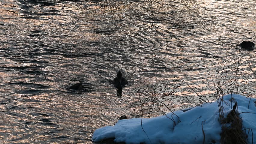 Aerial drone footage captures two small birds standing at the water