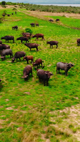 Quiet Aerial Footage Showing Buffalo Herds Grazing Lush Floodplain Under Soft Sunlight Near Distant River. Media
