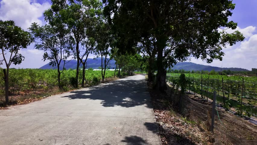 Take a walk along the road in Vung Tau, Vietnam. The path is lined with trees and offers views of vineyards and hills. Enjoy the sunlight and open space in this area.