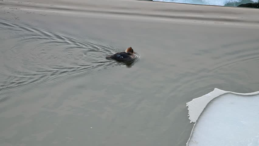 Two ducks swim along a sandy shoreline with melting ice on the water surface at a lake or reservoir near Hoover Dam, Ohio.