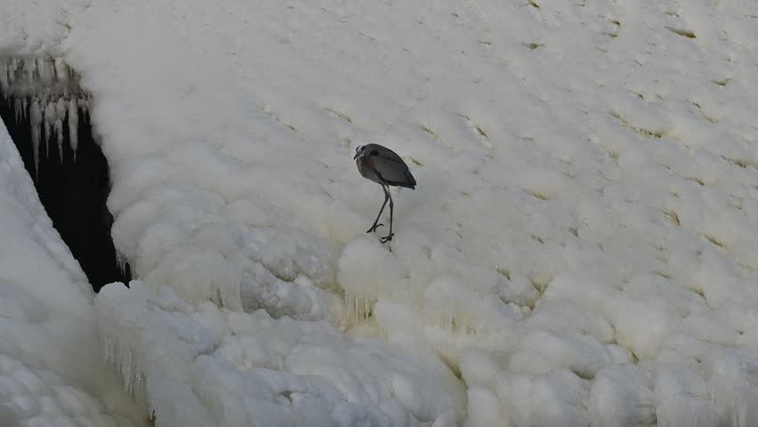 A male duck paddles amid foamy white water near a dam at Hoover Dam, Ohio, moving through swirling currents and churning rapids.