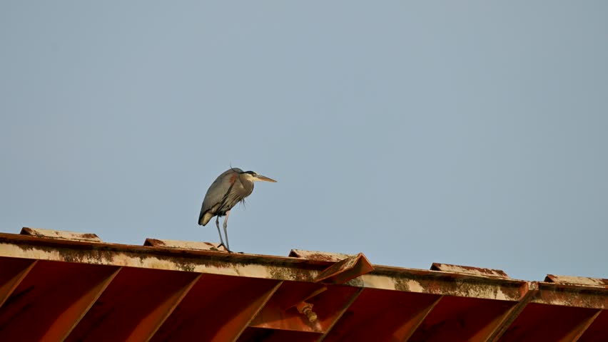 A small bird perches on the edge of a red-roofed wooden structure against a clear blue sky in Hessel, Michigan.
