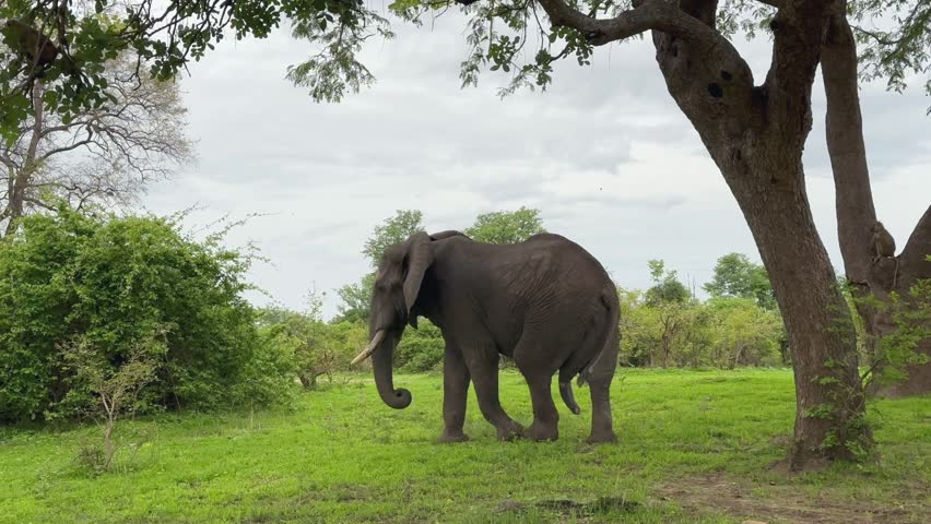 Male African bush elephant (Loxodonta africana) walking with his erected genital. South Luangwa National Park, Zambia.