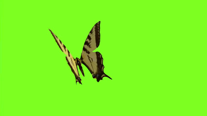 Yellow Tiger Swallowtail butterfly flying against a green screen background