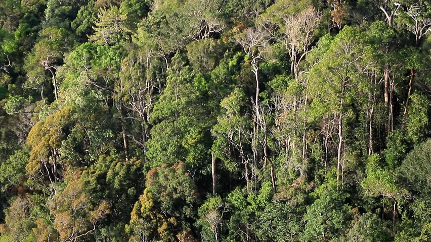  trees in to the forest from above view.