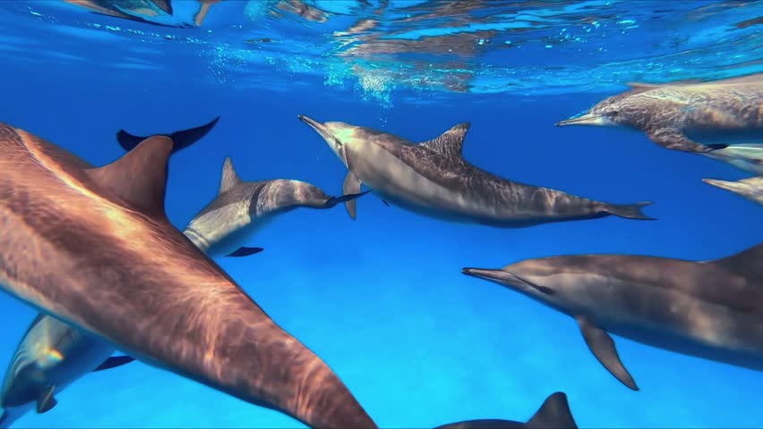 Underwater view of a pod of spinner dolphins swimming together in clear blue ocean water