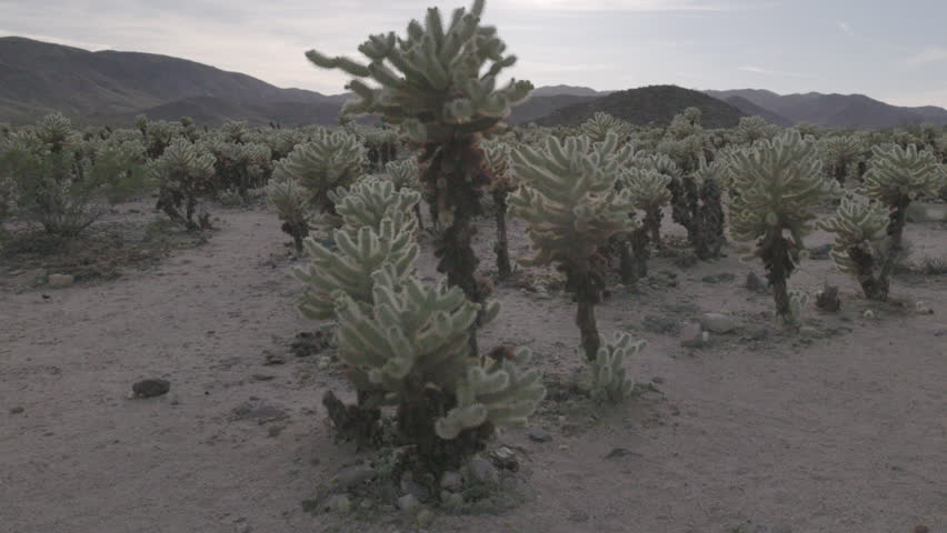 a tilt up clip of the cholla cactus garden on a spring afternoon at joshua tree national park in california, usa