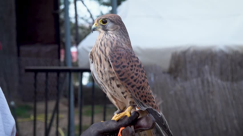 Little spanish falcon close up. High quality 4k footage