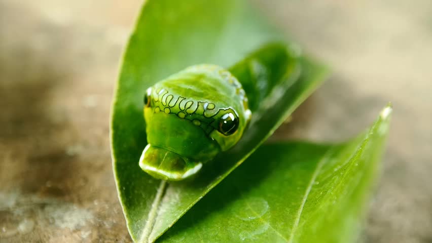 Green caterpillar on orange leaf, with decoration on the forehead and a pair of false eyes. The Great Mormon butterfly is a species with the scientific name Papilio memnon, belonging to Papilionidae family and Papilioninae subfamily.
