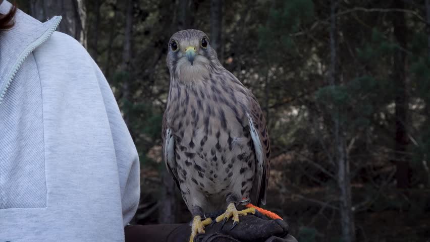 Little spanish falcon close up. High quality 4k footage