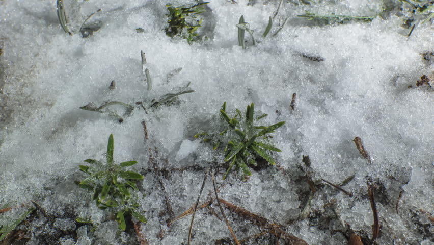 Melting snow time lapse revealing plants early spring thaw, Close-up of thawing snow exposing green plants during seasonal transition