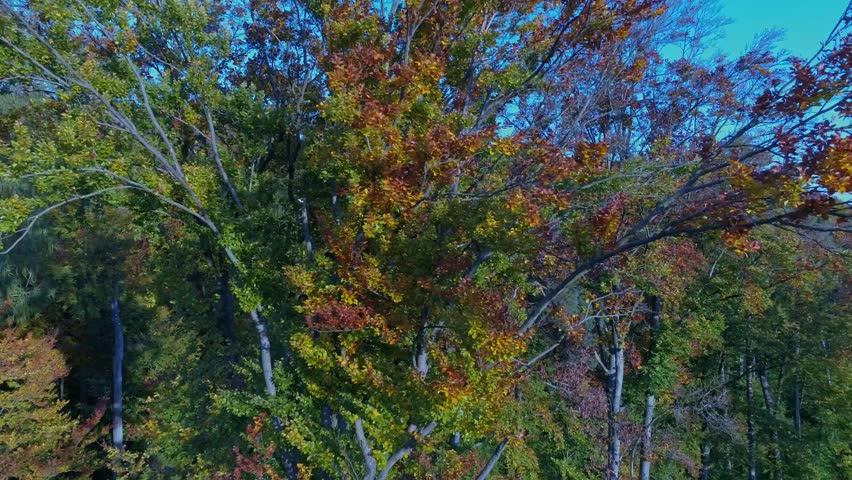 colorful treetops on a sunny autumn day
