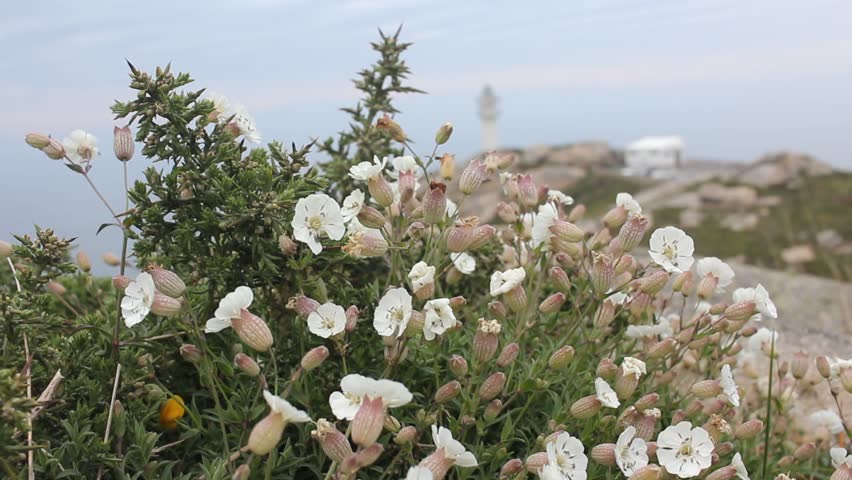 Scenic view of Punta Roncadoira lighthouse standing on a rocky hill covered with granite boulders and native wild flowers like asphodels blooming in the foreground, under an overcast sky in Lugo, Galicia, Spain.