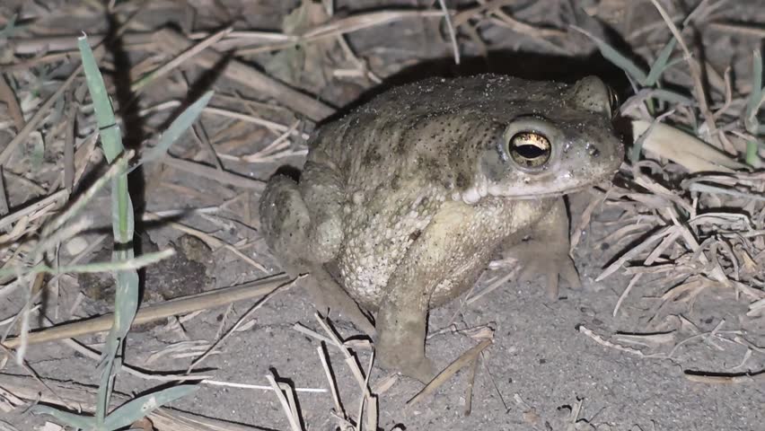 Toad sitting stationary on the dusty ground surrounded by dry grass and twigs under direct night illumination HD Footage