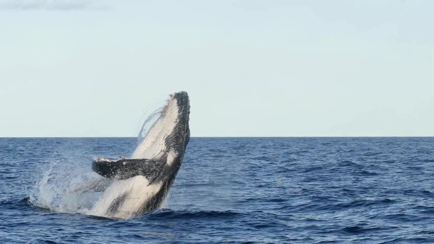 A massive humpback whale breaches dynamically out of the deep blue ocean, splashing water