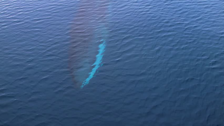 An aerial drone shot of a massive blue whale swimming near the ocean surface
