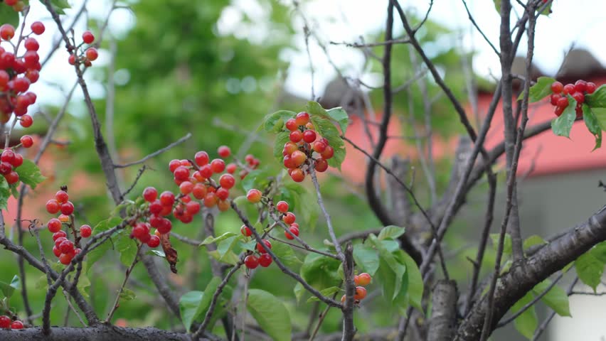 Branch of ripe cherries on a tree in a garden	