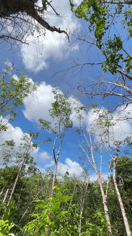 Trees and sky. Looking up at the green treetops against the blue sky and white clouds. Perspective.