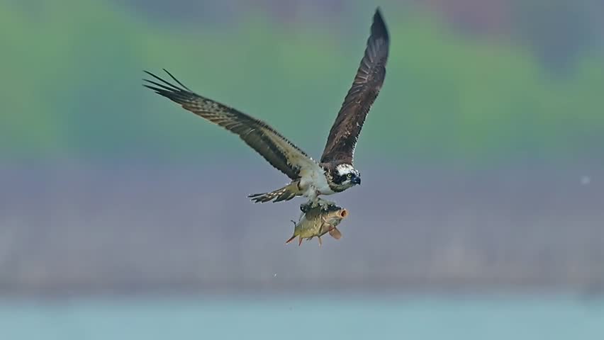 Majestic osprey in mid-air flight carrying a freshly caught fish in its talons with wings fully spread.