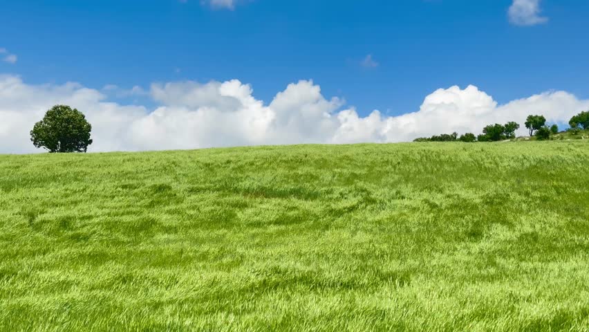 Lush Green Wheat Meadow With Lone Tree And Dramatic Cloudscape in Countryside