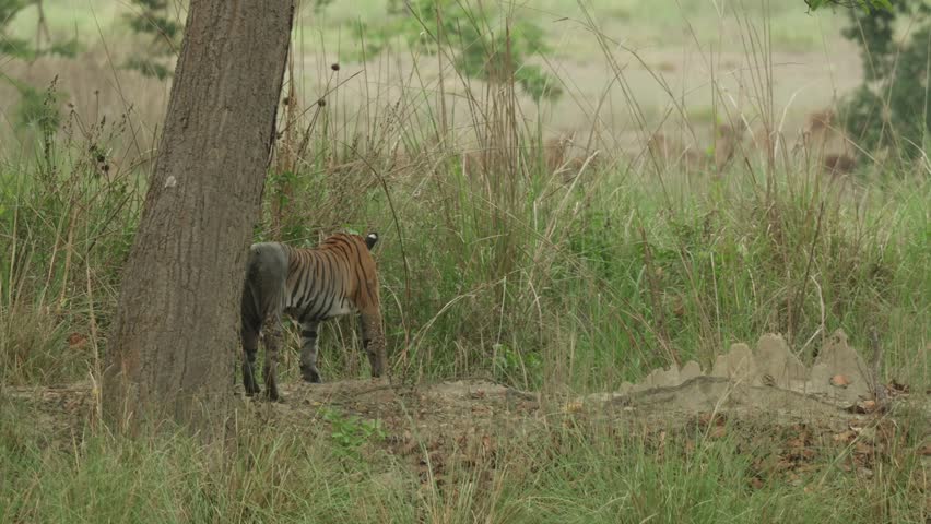 A muddy tiger standing next to a tree looking at prey moving in the distance before shaking and starting to walk, Bandhavgarh National Park.