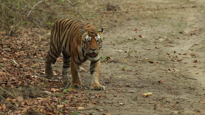 A tiger walking onto the dirt road towards the camera, Bandhavgarh National Park.