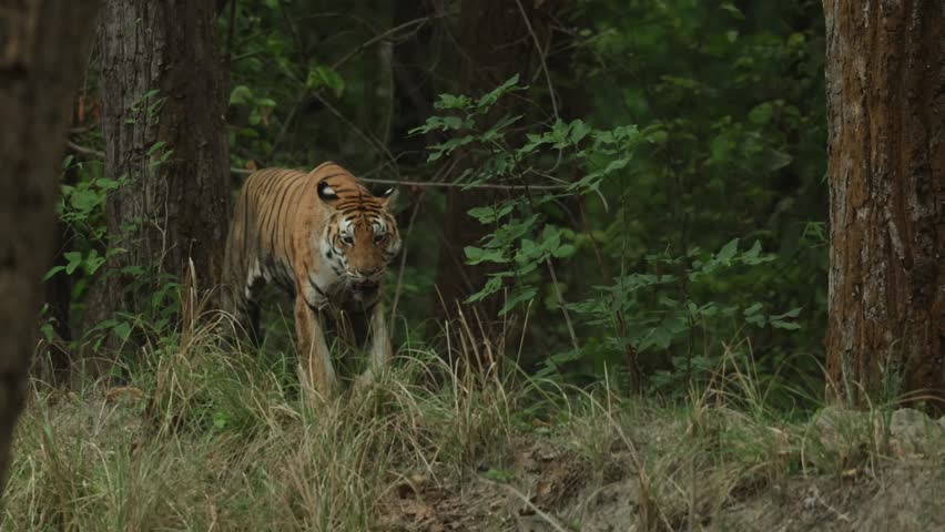 A tiger walking through the jungle past big trees, Bandhavgarh National Park.