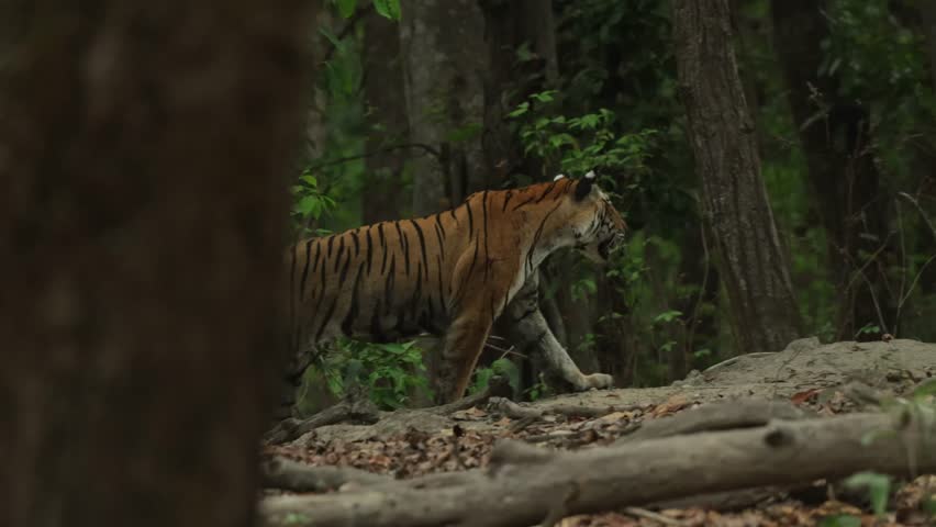 A tiger walking through the jungle, Bandhavgarh National Park.