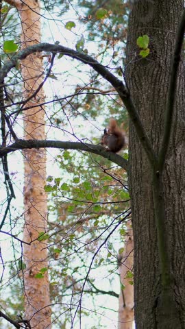 Close-up, yellowed autumn forest. on the branches of trees, small, fluffy, red squirrel climbs, jumps