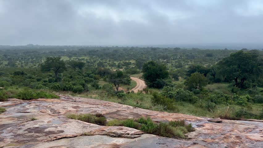 Pan right view over lush greenery in Kruger National Park, South Africa. Ideal for nature documentaries or travel content.
