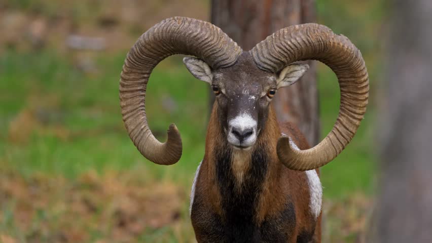 A close-up portrait of a majestic mouflon ram with massive curved horns looking forward