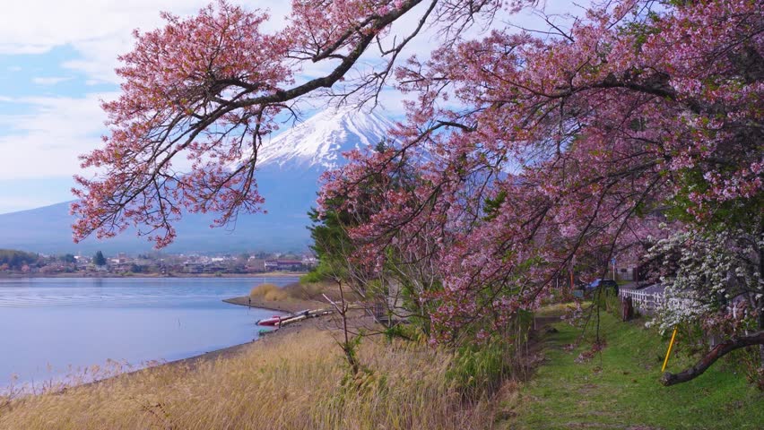 Sakura Trees Hanging over Mt Fuji Background, Japan in Spring 4k