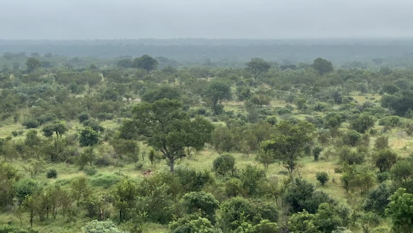 Misty Morning Over Lush Greenery in Kruger National Park, South Africa.
