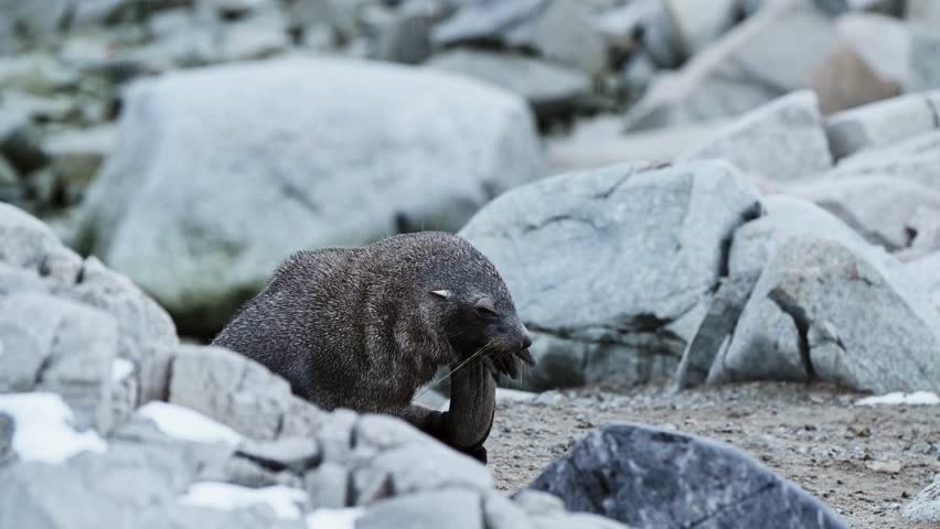 A furry fur seal rests peacefully on grey coastal rocks, looking upward toward the sky