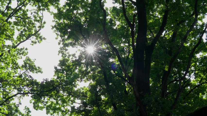 Sun Rays Shining Through Trees in Forest