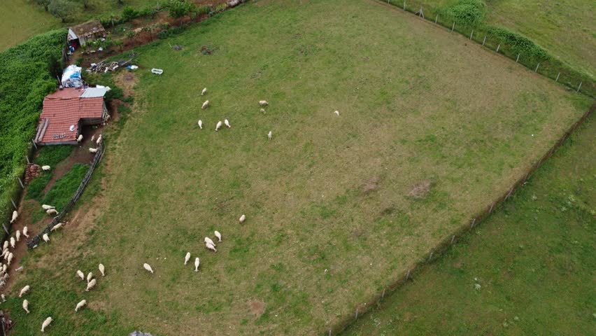 Aerial View of Sheep Grazing in Rural Pasture, Livestock Farming, Green Meadow Landscape and Countryside Agriculture