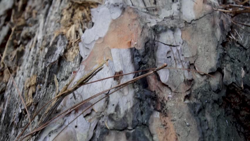 Extreme macro shot focusing on the rough, peeling bark and dry wooden fibers of a decaying tree trunk.