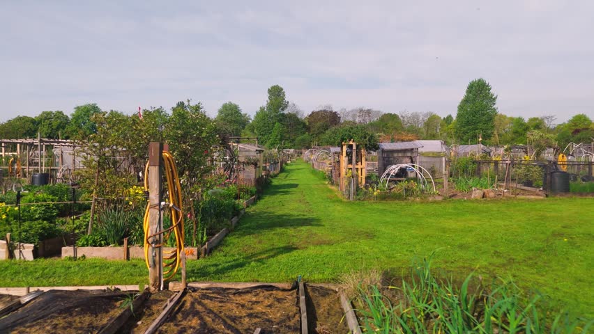 Approaching low angle perspective moves along bright green grass pathway dividing expansive community garden allotments. Numerous cultivation plots feature wooden raised beds small hoop greenhouses