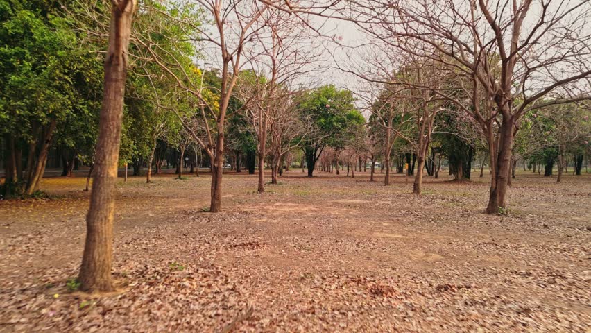 Low flight through bare trees moving forward over dry fallen brown autumn leaves covering ground below green foliage contrasting with barren branches under soft overcast outdoor park sky approaching