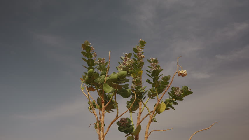 Hardy desert shrub with green leaves and small flower clusters growing under overcast sky in Morocco