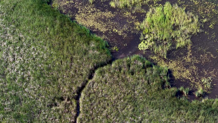 Aerial drone shot of a marshy wetland in Michigan